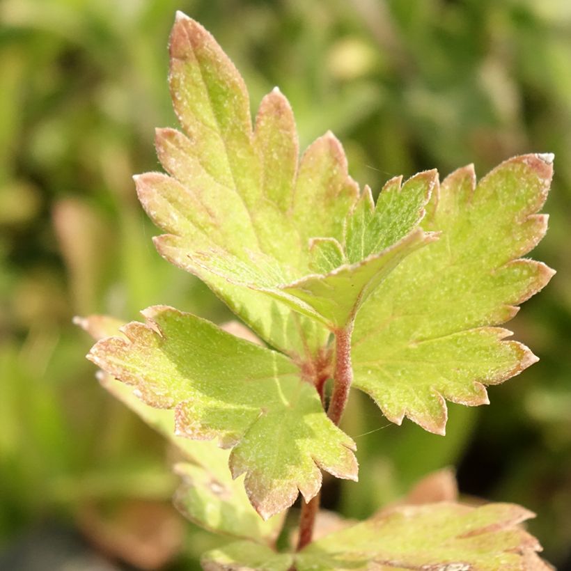 Aconitum carmichaelii Cloudy - Herbsteisenhut (Foliage)