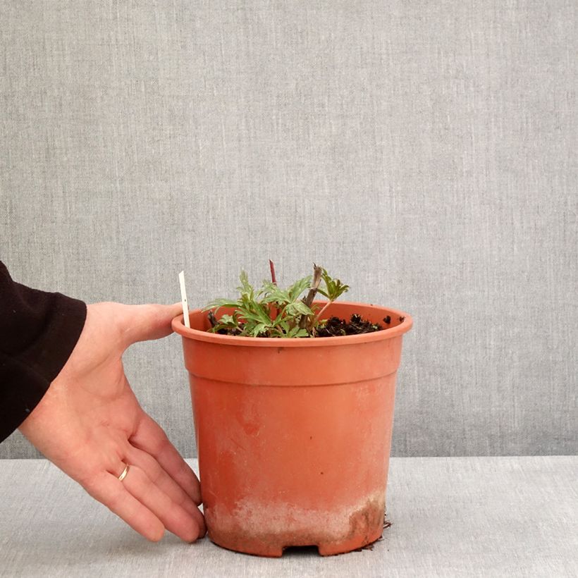 Example of Aconitum carmichaelii Royal Flush - Herbsteisenhut Topf mit 2L/3L as you get in printemps