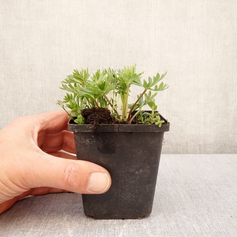 Exemplar von Aconitum napellus subsp. vulgare - Berg-Eisenhut Kleine Töpfe von 8/9 cm wie im Frühjahr geliefert