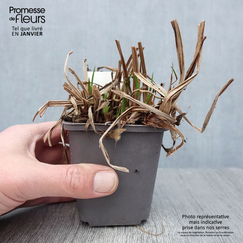 Exemplar von Acorus calamus - Calame, Acore Godet de 8/9 cm wie im Winter geliefert