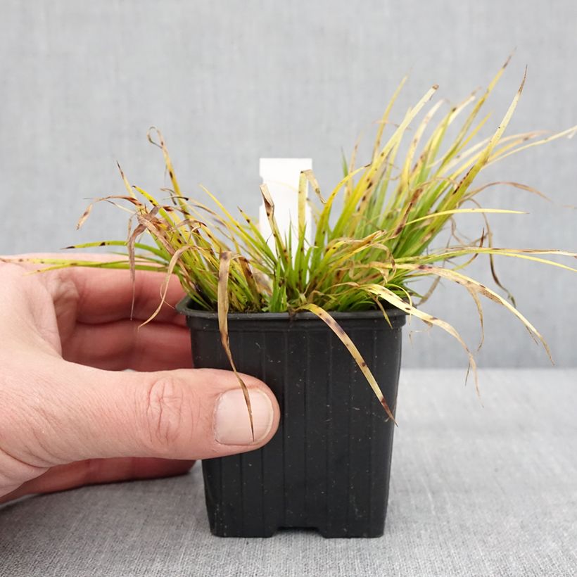 Exemplar von Acorus gramineus Hakuro Nishiki - Jonc japonais doré Godet de 8/9 cm wie im Winter geliefert