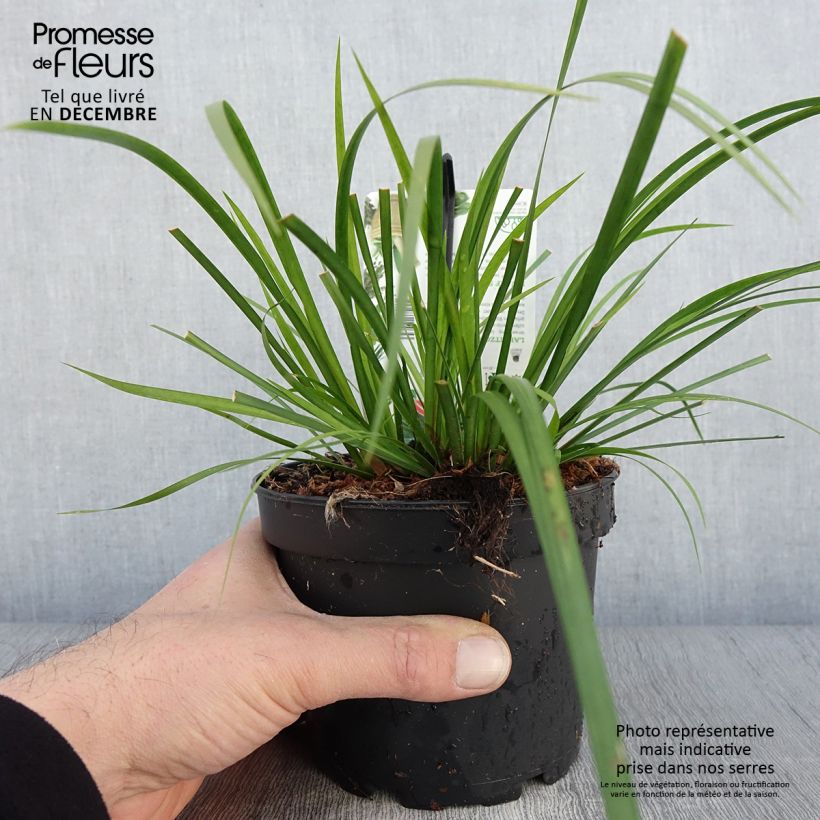 Exemplar von Acorus gramineus Licorice - Jonc japonais Pot de 1,5L/2L wie im Herbst geliefert