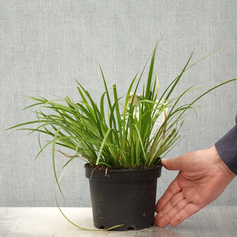 Example of Acorus gramineus Licorice - Gras-Kalmus Topf mit 1,5L/2L as you get in printemps