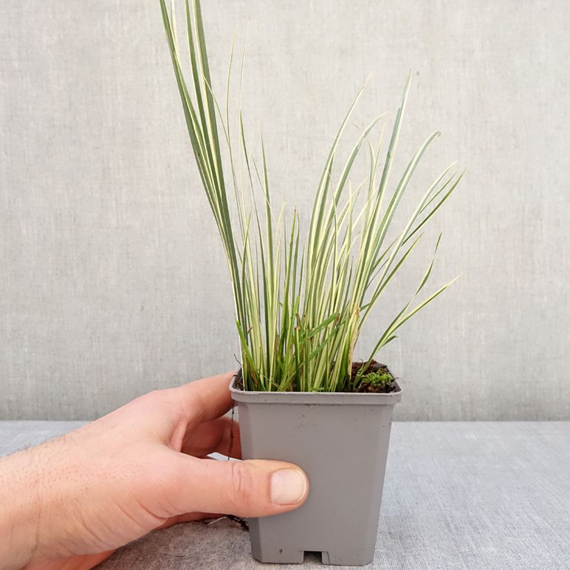 Example of Acorus gramineus Variegatus - Gras-Kalmus Kleine Töpfe von 8/9 cm as you get in hiver