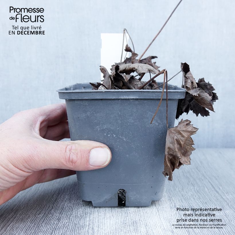 Exemplar von Actaea Cheju-Do - Cimicifuga japonica Pot de 1L/1,5L wie im Herbst geliefert