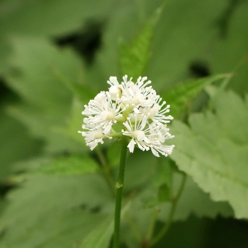 Actaea pachypoda Misty Blue - Weißfruchtiges Christophskraut (Blüte)