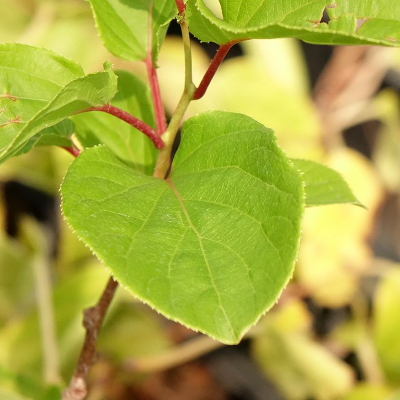 Actinidia arguta Domino (Weiblich) - Zwerg Kiwi (Foliage)