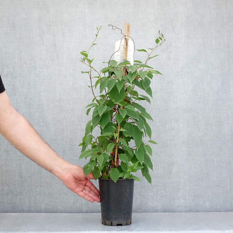 Exemplar von Actinidia kolomikta Red Beauty - Buntblättrige Kiwi Topf mit 2L/3L wie im Frühjahr geliefert