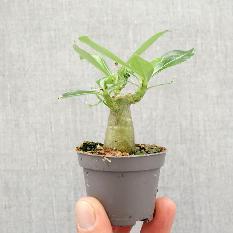 Exemplar von Adenium obesum - Wüstenrose Mini-Pflanze wie im Frühjahr geliefert