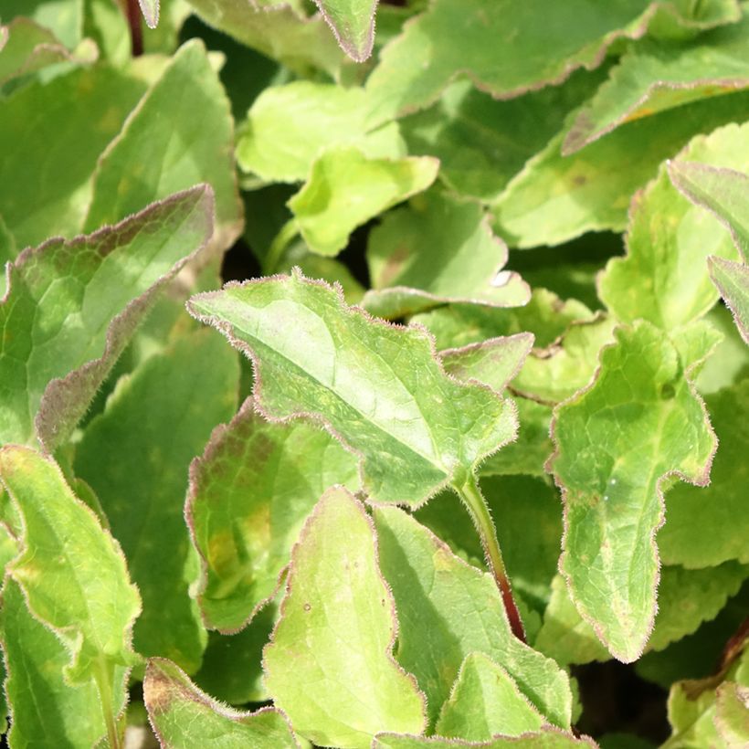 Adenophora confusa Fairy Bells Gaudi Violet - Becherglocke (Laub)