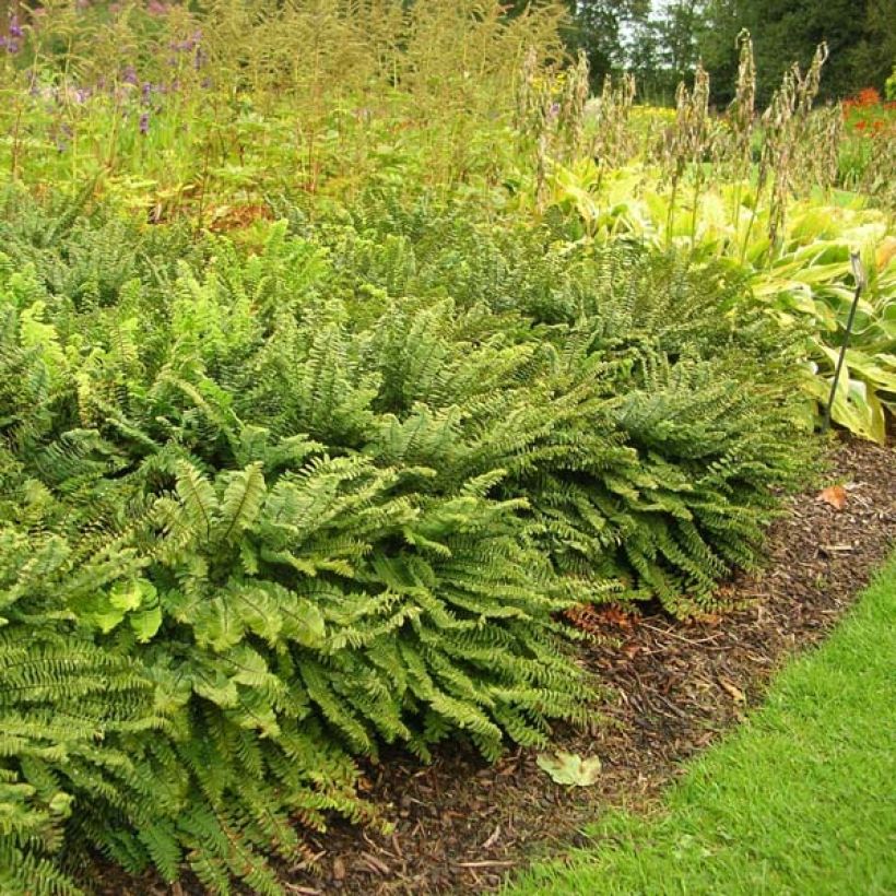 Adiantum pedatum Imbricatum - Fougère capillaire (Wuchs)