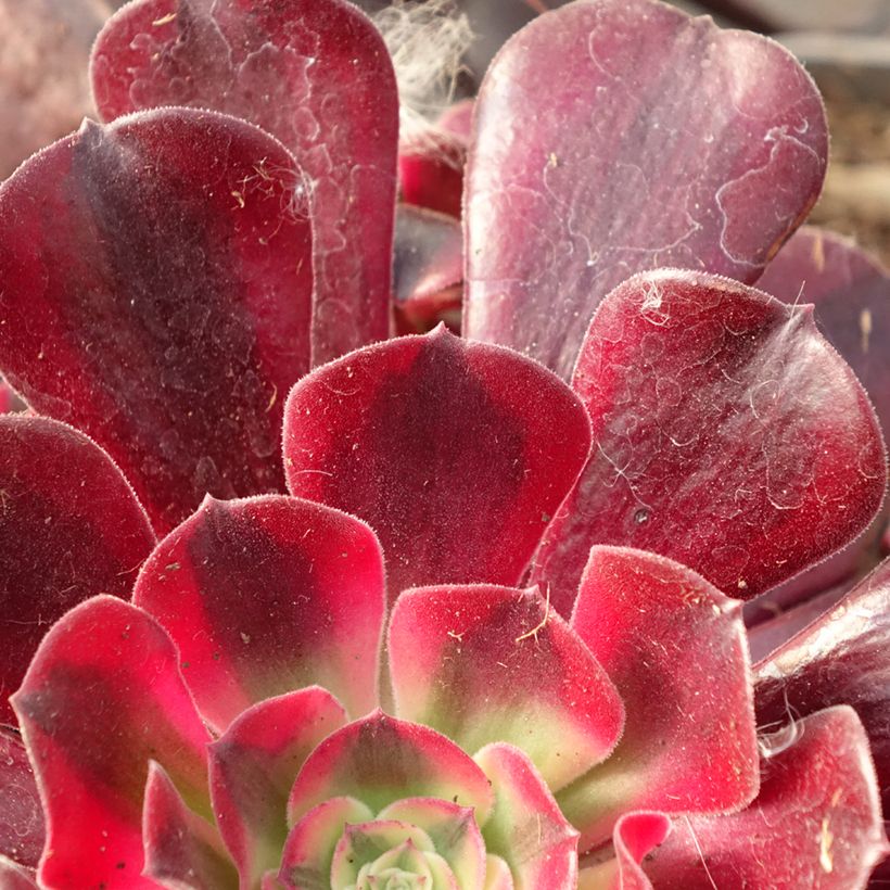 Aeonium arboreum Medusa - Rosettendickblatt (Foliage)