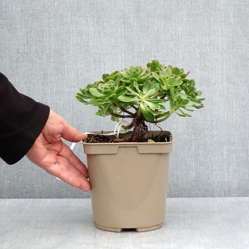 Example of Aeonium Bronze Medal Topf mit 3L/4L as you get in printemps