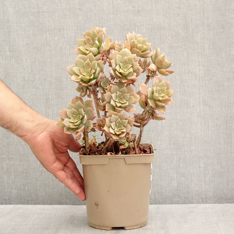 Exemplar von Aeonium Mary Ann Kunkel Topf mit 3L/4L wie im Sommer geliefert