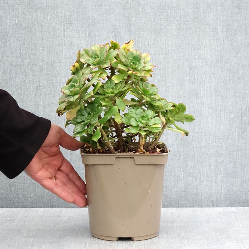 Exemplar von Aeonium Mary Ann Kunkel Topf mit 3L/4L wie im Frühjahr geliefert