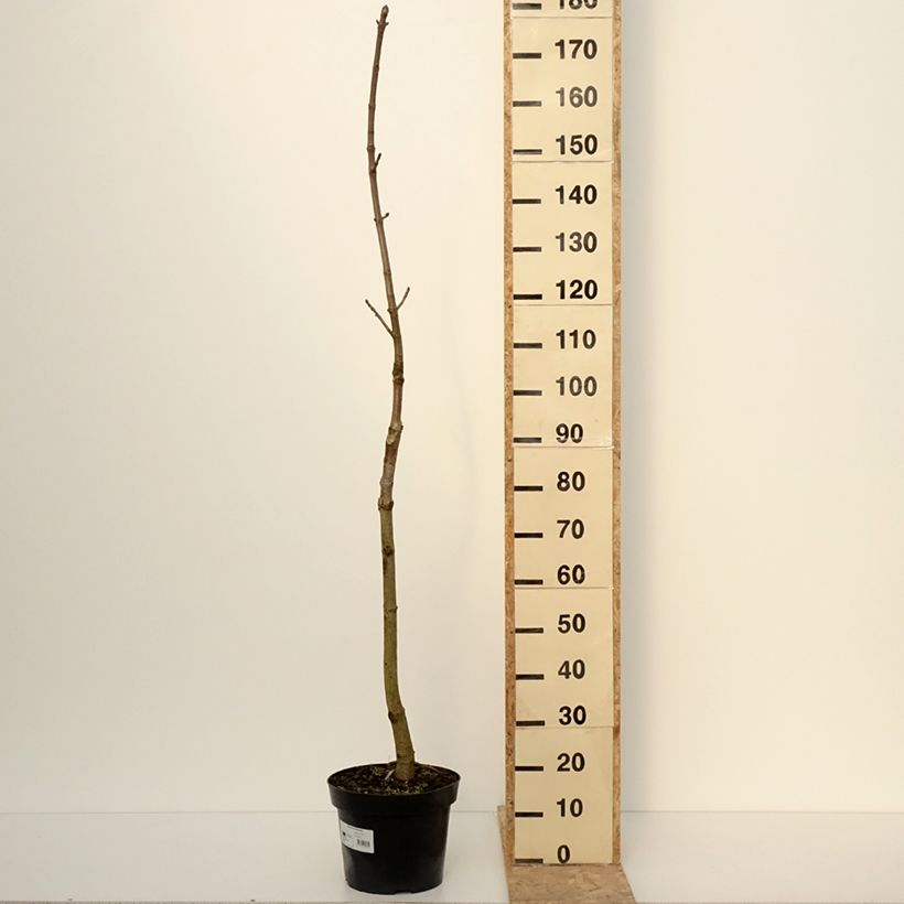 Exemplar von Aesculus chinensis - Marronnier de Chine Pot de 12L/15L wie im Winter geliefert