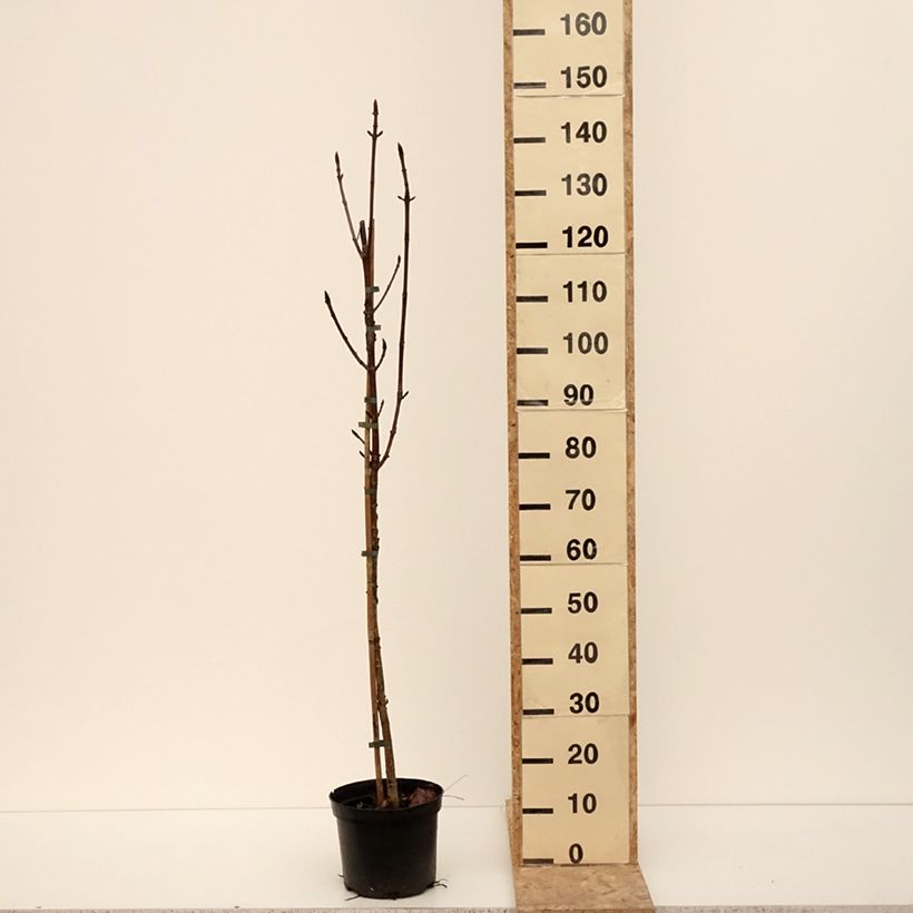 Exemplar von Aesculus Digitata - Marronnier commun hybride Pot de 4L/5L wie im Winter geliefert