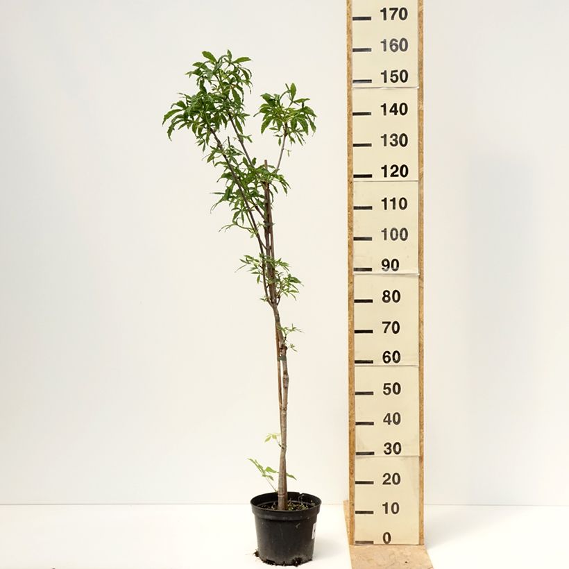 Example of Gewöhnliche Rosskastanie Digitata - Aesculus hippocastanum Topf mit 4L/5L as you get in printemps