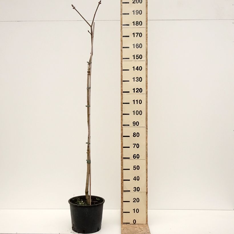 Exemplar von Aesculus flava - Pavier, Marronnier jaune Pot de 20L/25L, Tige, Tige de 120 cm wie im Winter geliefert