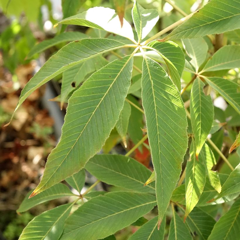 Aesculus glabra Herkenrode - Ohio-Rosskastanie (Foliage)