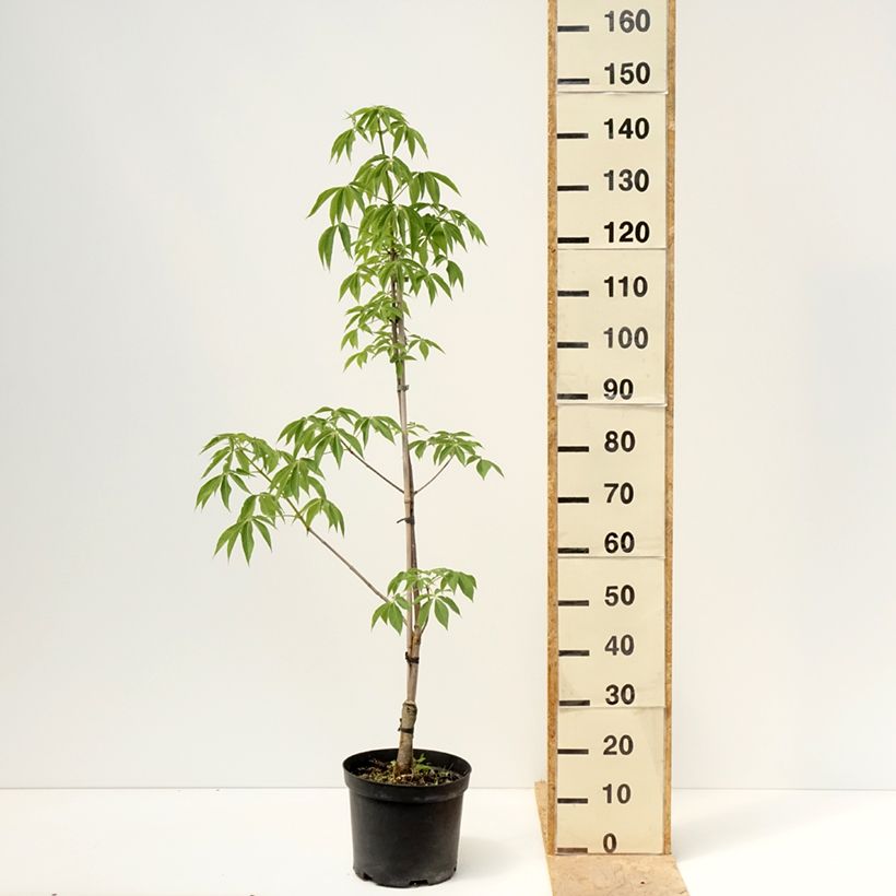Example of Aesculus glabra Herkenrode - Ohio-Rosskastanie Topf mit 7,5L/10L as you get in printemps