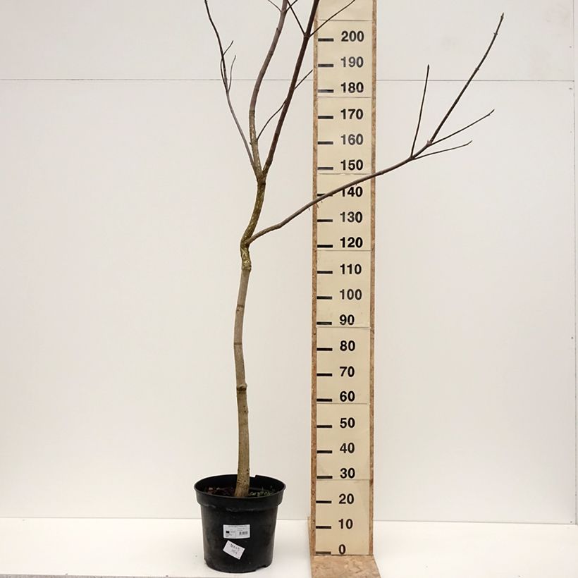 Exemplar von Aesculus glabra October Red - Marronnier de l'Ohio Pot de 20L/25L, Tige wie im Winter geliefert