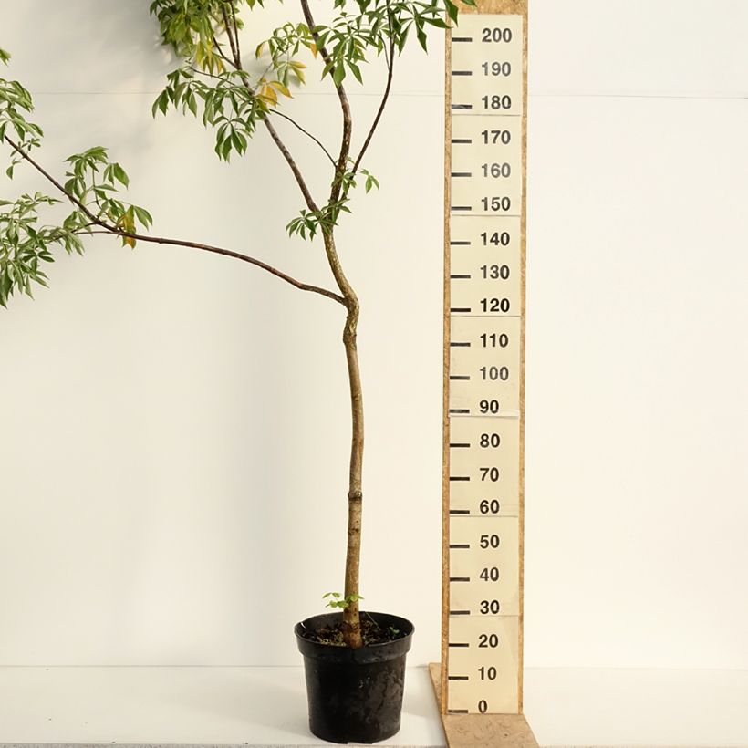 Example of Aesculus glabra October Red - Ohio-Rosskastanie Topf mit 20L/25L, Stamm as you get in printemps