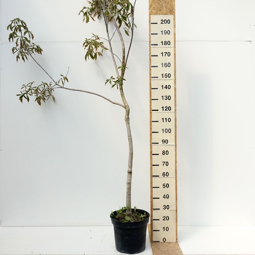 Exemplar von Aesculus glabra October Red - Ohio-Rosskastanie Topf mit 20L/25L, Stamm wie im Sommer geliefert