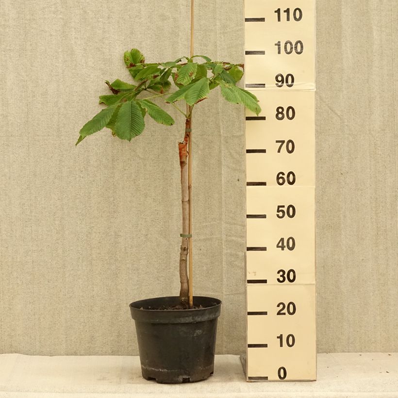 Exemplar von Gewöhnliche Rosskastanie Hampton Court Gold - Aesculus hippocastanum Topf mit 4L/5L wie im Sommer geliefert