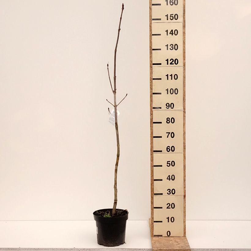 Exemplar von Aesculus hippocastanum Memmingeri - Marronnier commun Pot de 4L/5L wie im Winter geliefert
