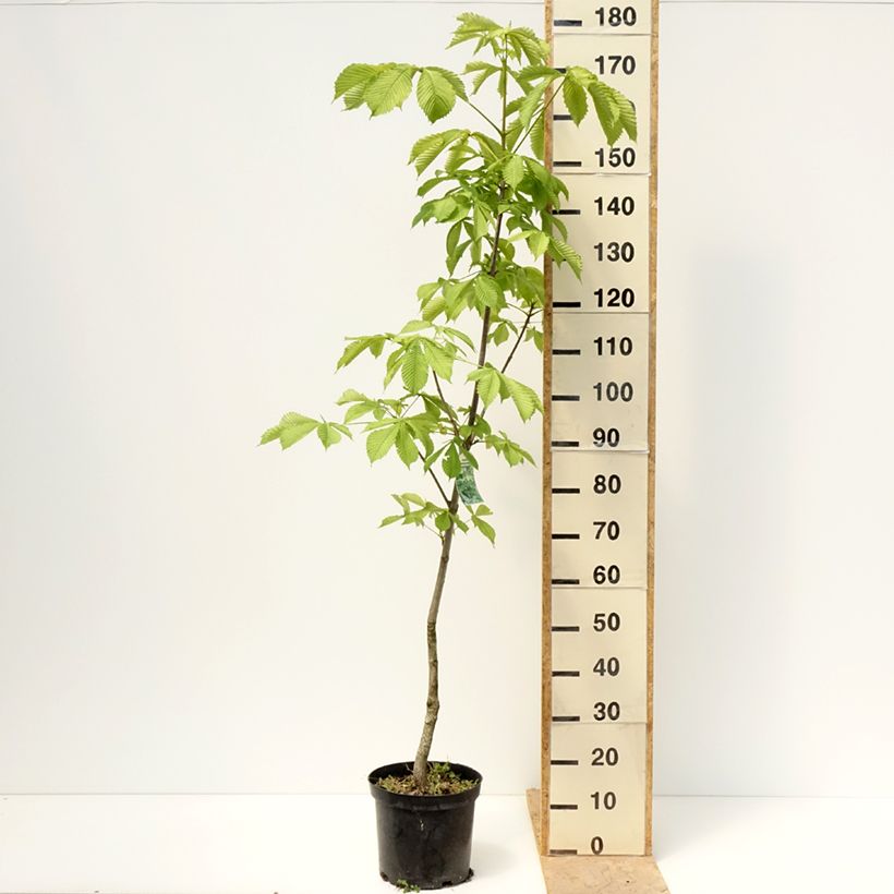 Exemplar von Gewöhnliche Rosskastanie Memmingeri - Aesculus hippocastanum Topf mit 4L/5L wie im Frühjahr geliefert