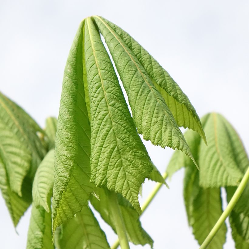 Gewöhnliche Rosskastanie Umbraculifera - Aesculus hippocastanum (Laub)