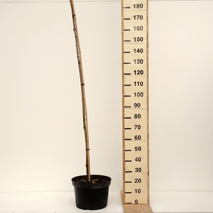 Exemplar von Aesculus hippocastanum Umbraculifera - Marronnier commun Pot de 20L/25L, Tige wie im Winter geliefert