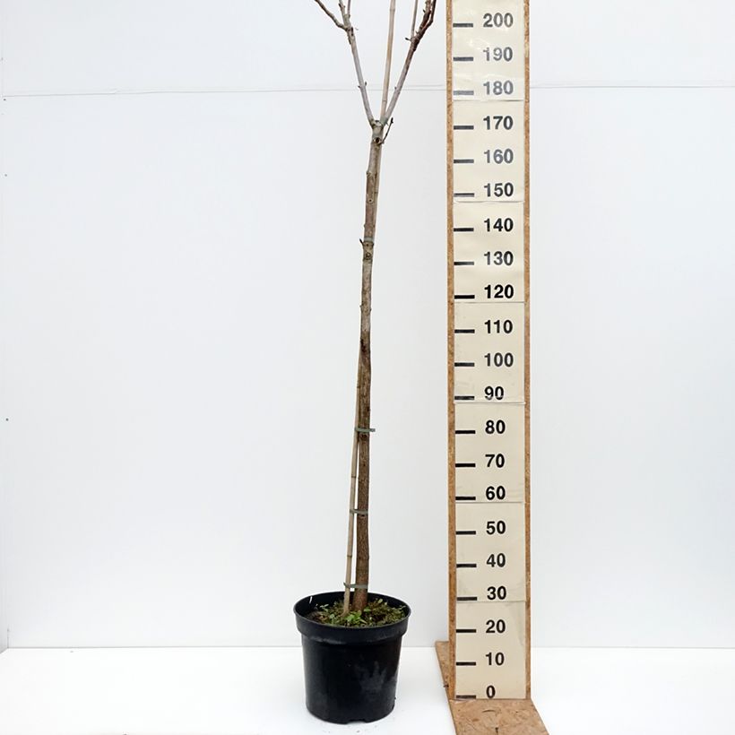 Exemplar von Gewöhnliche Rosskastanie Umbraculifera - Aesculus hippocastanum Topf mit 20L/25L, Stamm wie im Herbst geliefert