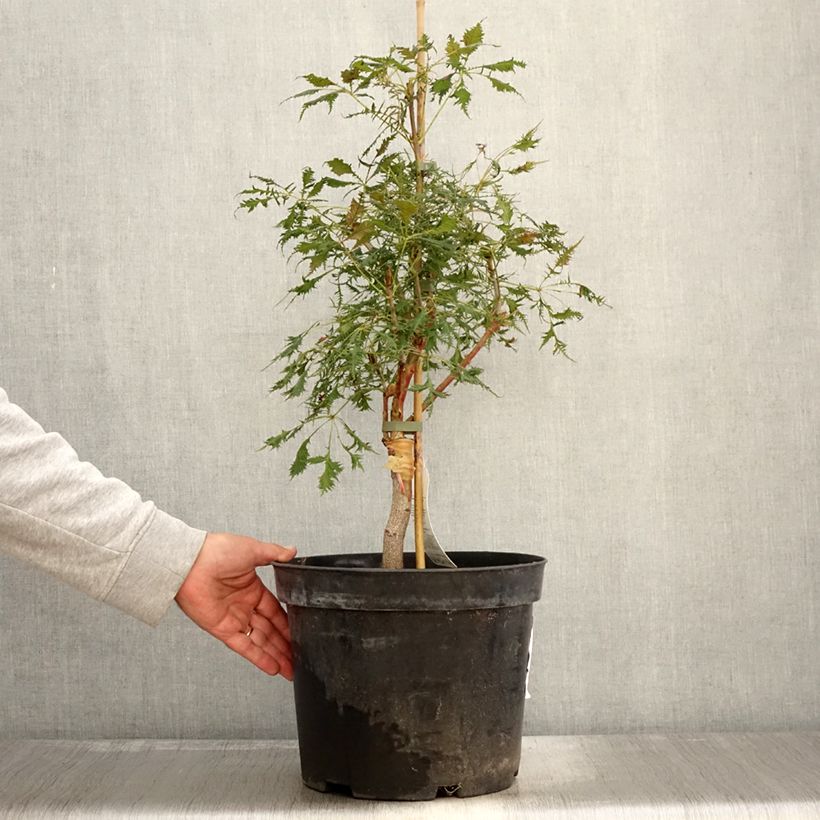 Exemplar von Aesculus Laciniata - Marronnier commun Pot de 7,5L/10L wie im Herbst geliefert