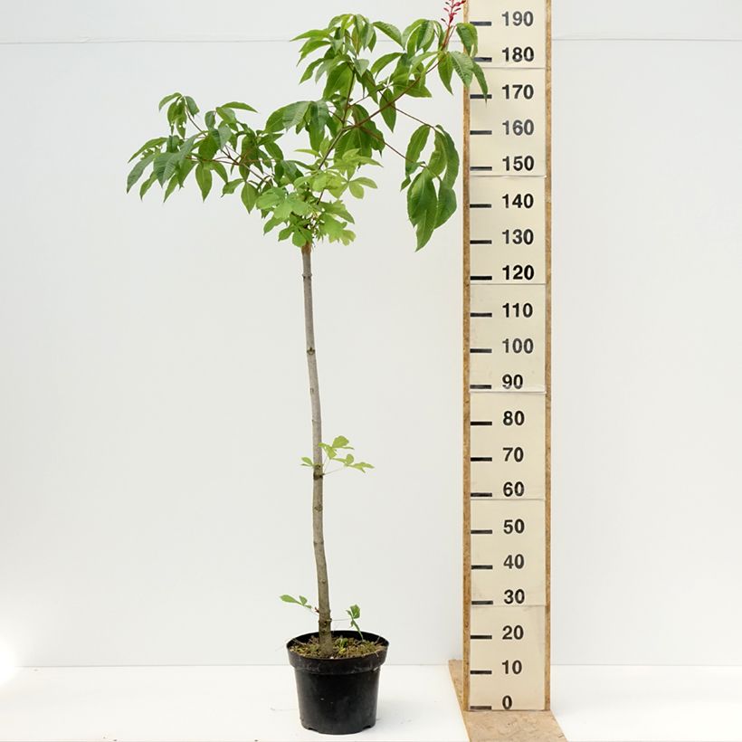 Exemplar von Gelbrote Pavie Koehnei - Aesculus pavia Humilis Topf mit 7,5L/10L wie im Frühjahr geliefert