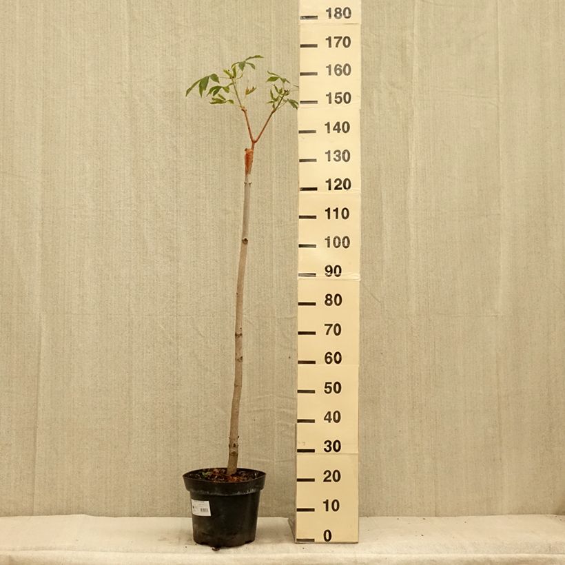 Exemplar von Gelbrote Pavie Koehnei - Aesculus pavia Humilis Topf mit 7,5L/10L wie im Sommer geliefert
