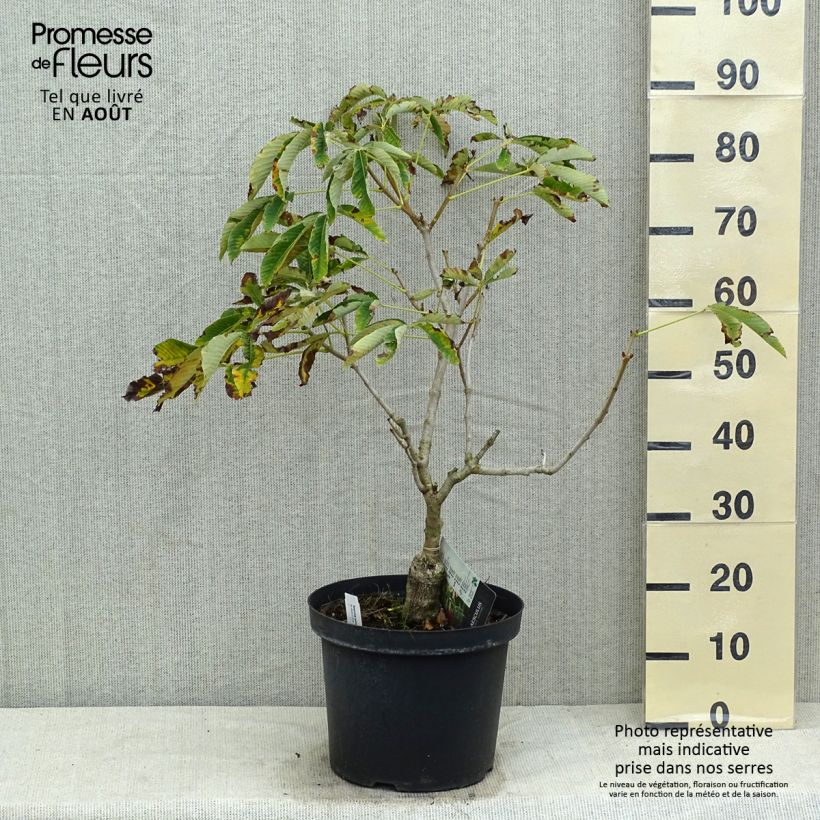 Exemplar von Gelbrote Pavie Koehnei - Aesculus pavia var. discolor Topf mit 7,5L/10L wie im Sommer geliefert
