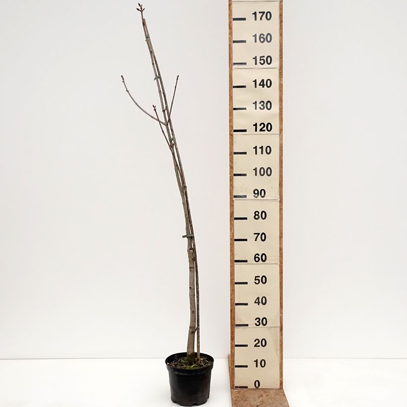 Exemplar von Aesculus x bushii  - Rosskastanie Topf mit 7,5L/10L, Stamm wie im Winter geliefert