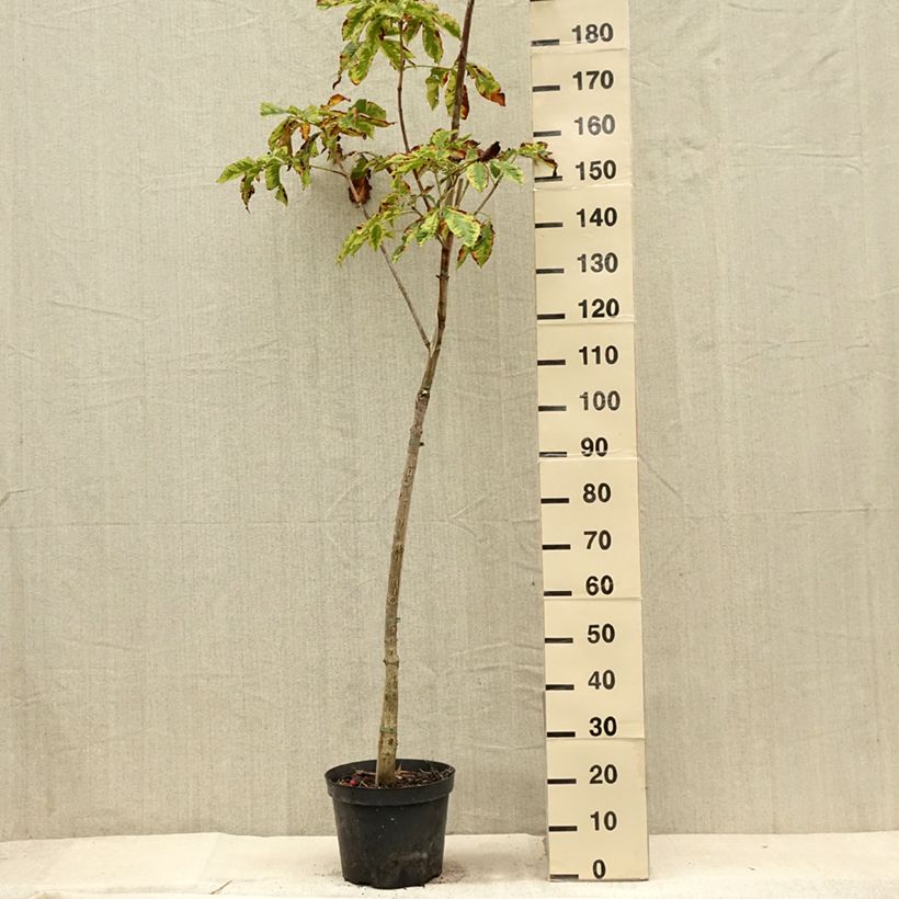 Exemplar von Rote Kastanie Marginata - Aesculus carnea Topf mit 7,5L/10L, Stamm wie im Sommer geliefert