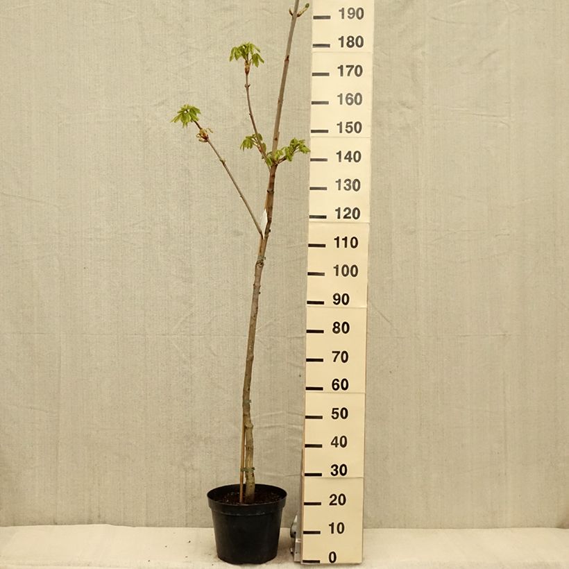 Example of Rote Kastanie Marginata - Aesculus carnea Topf mit 7,5L/10L, Stamm as you get in printemps