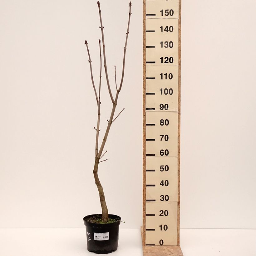 Exemplar von Aesculus x carnea Plantierensis - Fleischrote Rosskastanie Topf mit 7,5L/10L wie im Winter geliefert