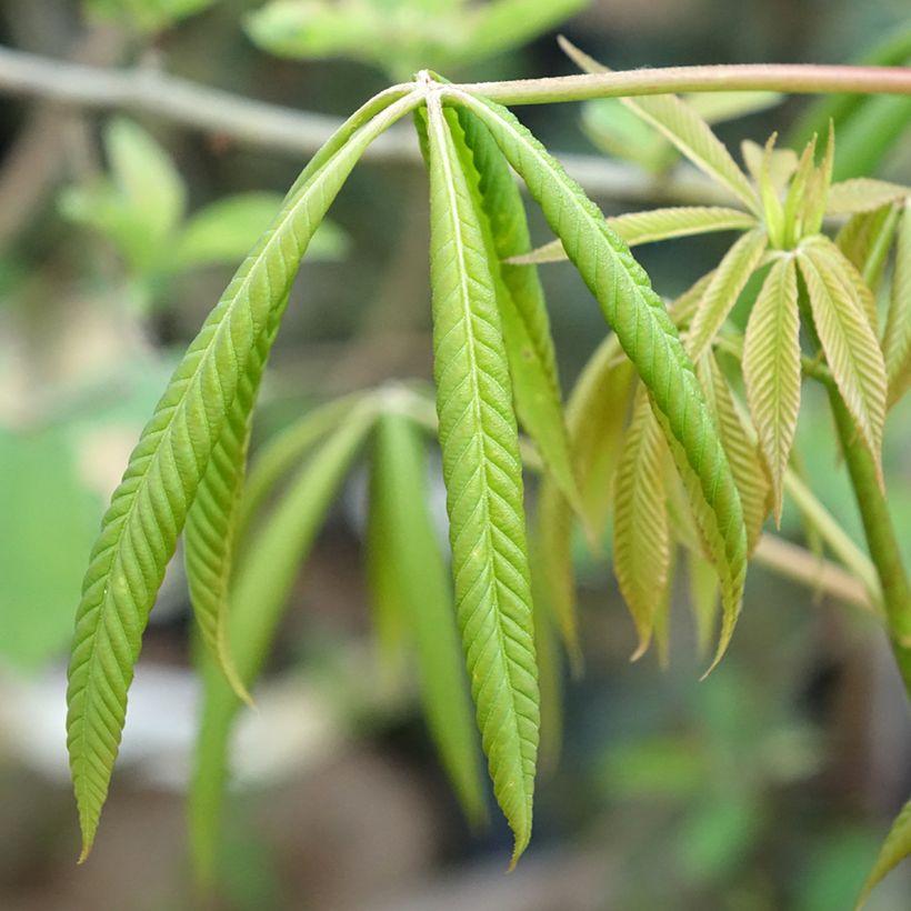 Aesculus glaucescens - Rosskastanie (Foliage)