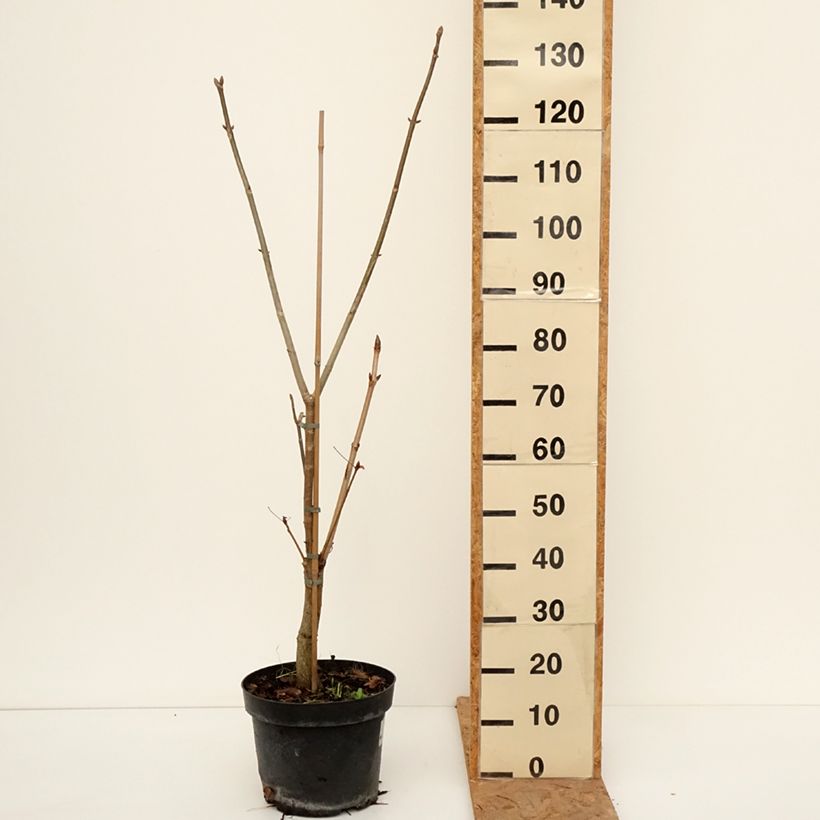 Exemplar von Aesculus glaucescens - Rosskastanie Topf mit 7,5L/10L wie im Herbst geliefert