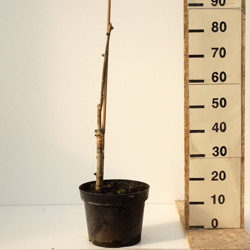 Exemplar von Aesculus x glaucescens - Marronnier aurore Pot de 7,5L/10L wie im Winter geliefert