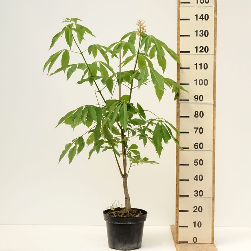 Example of Aesculus glaucescens - Rosskastanie Topf mit 7,5L/10L as you get in printemps