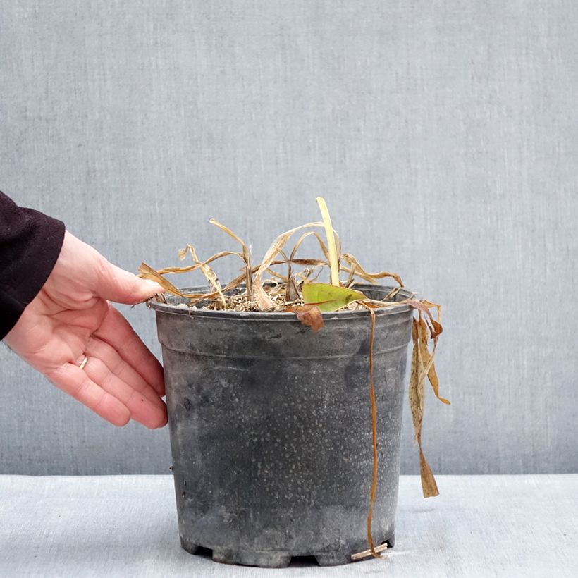 Exemplar von Agapanthus umbellatus Albus - Schmucklilie Topf mit 4L/5L wie im Winter geliefert