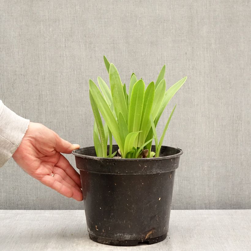 Exemplar von Agapanthus umbellatus Albus - Schmucklilie Topf mit 4L/5L wie im Frühjahr geliefert