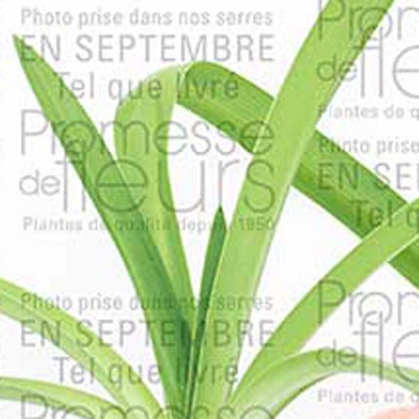 Agapanthus Blue Heaven - Schmucklilie (Foliage)