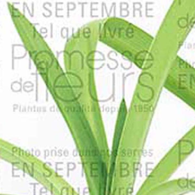 Agapanthus White Heaven - Schmucklilie (Foliage)